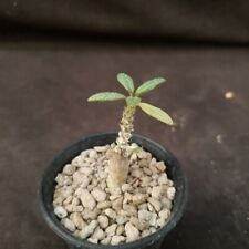 B42: Dorstenia gigas bullata for sale  Shipping to South Africa