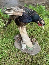 Taxidermy pheasant phasianus for sale  STOKE-ON-TRENT