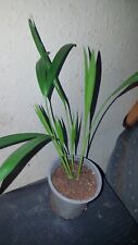 palm plant for sale  SWINDON