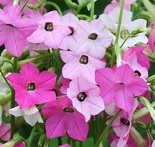 Flowering tobacco nicotiana for sale  READING