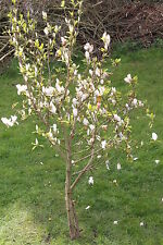 Used, 10 Seeds Tuplen-Magnolie, Magnolia Soulangiana #503 for sale  Shipping to Canada