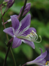 Hosta venusta hardy for sale  IPSWICH