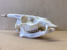 Muntjac skull for sale  CHERTSEY