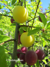 Prunus cerasifera kirschpflaum gebraucht kaufen  Wuppertal
