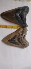 Megalodon tooth inches for sale  Garfield