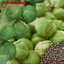 Catskill brussels sprouts for sale  Ontario