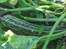 Graines courgettes verte d'occasion  La Ferté-Gaucher