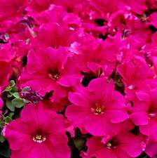 X10 petunia frenzy for sale  BALLYMENA