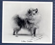 Pomeranian original champion for sale  KEIGHLEY