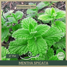 Pot mentha spicata for sale  Portville