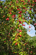 Cherry plum tree for sale  INVERNESS