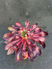Aeonium chrysanthemum voodoo for sale  Ireland