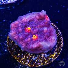 Wide corals snagglepuss for sale  Orlando