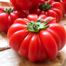 Costoluto genovese tomato for sale  Deltona