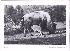 Postcard bison cow for sale  Richmond