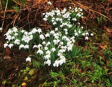 Galanthus gefülltes schneegl� gebraucht kaufen  Siegen