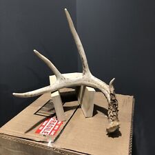 Antlers whitetail deer for sale  Manhattan