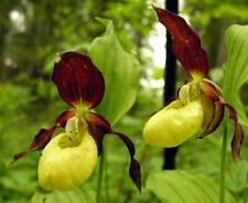 Seeds cypripedium calceolus for sale  Shipping to Ireland