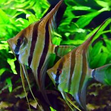 California angelfish pterophyl for sale  GLASGOW
