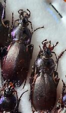 Megodontus violaceus ssp.purpurascens natio laevicostatus (Carabus, Carabidae) for sale  Shipping to South Africa