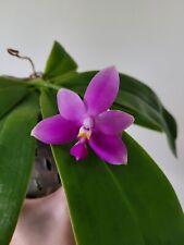 Phal. violacea var. for sale  Hightstown