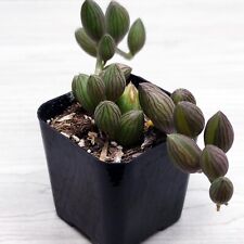 Succulent plant senecio for sale  San Jose