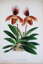 Orchid cypripedium oenanthum for sale  SHREWSBURY