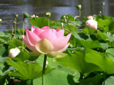 Nelumbo nucifera seeds for sale  GODALMING