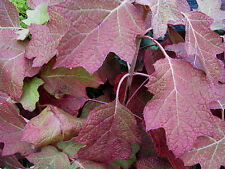 Eichenlaub hortensie hydrangea gebraucht kaufen  Westerstede