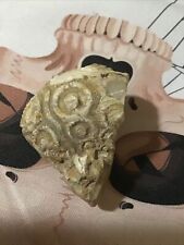 Cidarid echinoid fossil for sale  Tyler