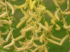 Salix alba subsp. usato  Napoli