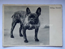 bulldog francese cane usato  Trieste