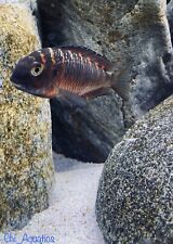 Tropheus sp. red for sale  Bellwood