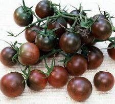 Pomodoro ciliegino nero usato  Reggio Calabria