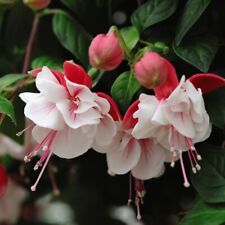 Fuchsia swingtime trailing for sale  IPSWICH