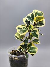 Ficus triangularis variegata for sale  Shipping to Ireland