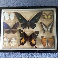taxidermy insects for sale  LLANTWIT MAJOR