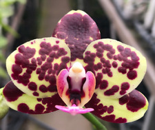 Novelty phal phalaenopsis for sale  Boca Raton