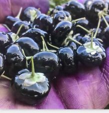 black organic berries for sale  Houston