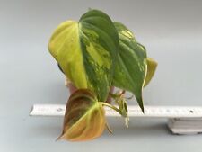 Philodendron micans variegata gebraucht kaufen  Fallersleben