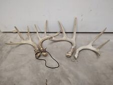 Sets whitetail deer for sale  Pueblo