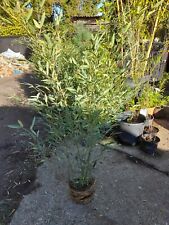 Phyllostachys bissetii bamboo for sale  EGHAM