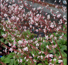 London pride saxifrage for sale  DURHAM