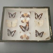Frame butterflies under d'occasion  Expédié en Belgium