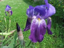 1 garden iris rhizome or common, perennial iris for sale  Shipping to South Africa