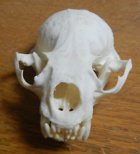 River otter skull for sale  Cumberland