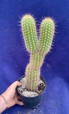 cactus plants for sale  PENZANCE