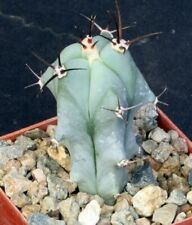 Root echinocactus platyacanthu for sale  Tucson