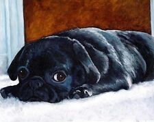 8x10 black pug for sale  Broomfield