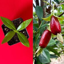 Savanna cherry eugenia for sale  Jupiter